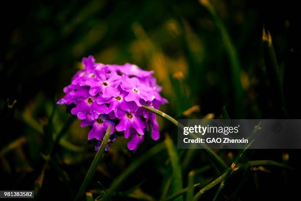 purple flowers - gao stock pictures, royalty-free photos & images