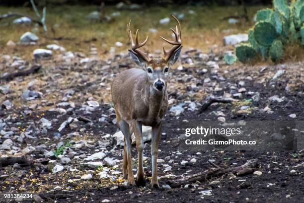 white tail buck - white tail deer 個照片及圖片檔
