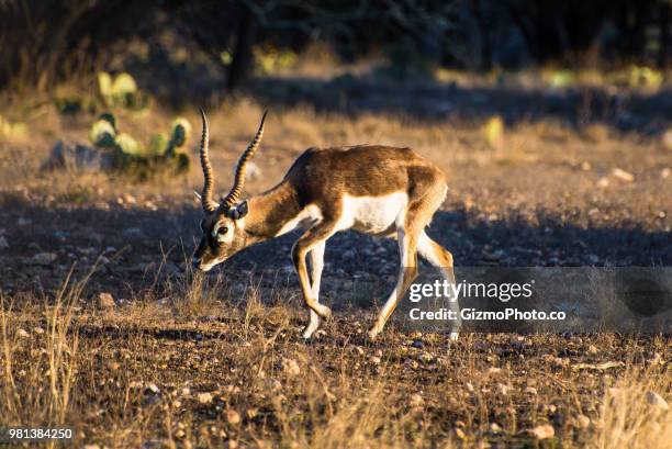 blackbuck antelope in the sunlight - blackbuck antelope stock pictures, royalty-free photos & images