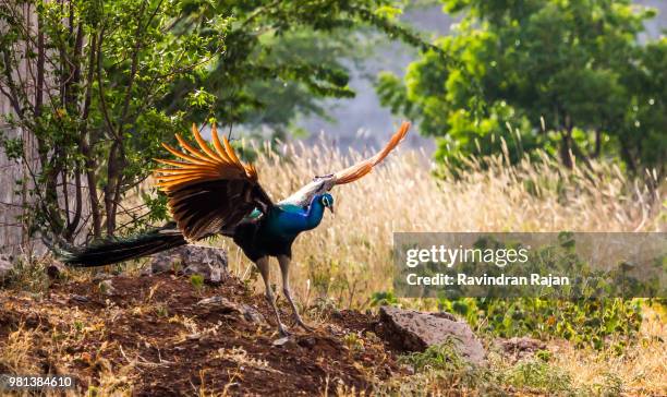 a peacock flapping its wings. - coimbatore stock pictures, royalty-free photos & images