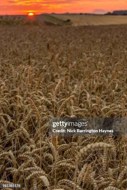 farm sunset - nick haynes stock pictures, royalty-free photos & images