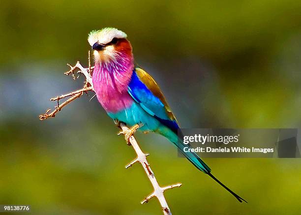 lilac-breasted roller - white lilac stock pictures, royalty-free photos & images