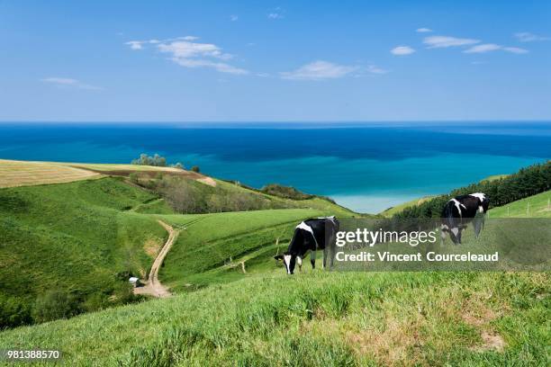 zumaia,spain - zumaia imagens e fotografias de stock