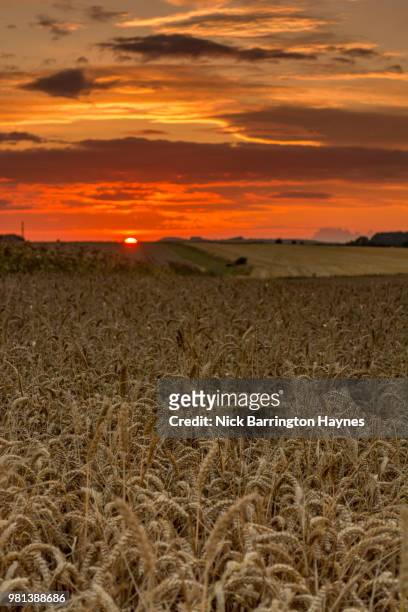 summer sunset - nick haynes stock pictures, royalty-free photos & images