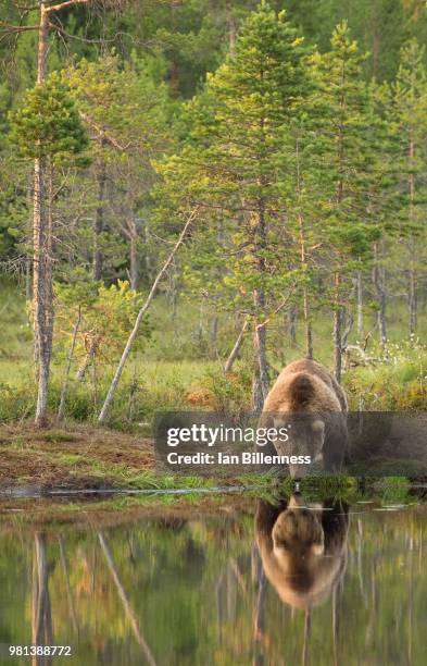 thirsty - borealer wald stock-fotos und bilder