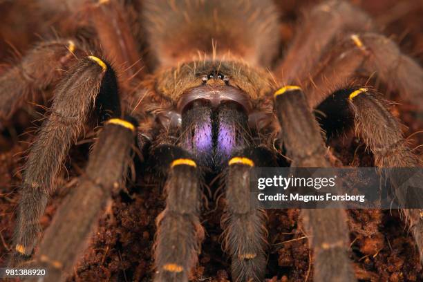 ephebopus cyanognathus - mexican redknee tarantula stock pictures, royalty-free photos & images