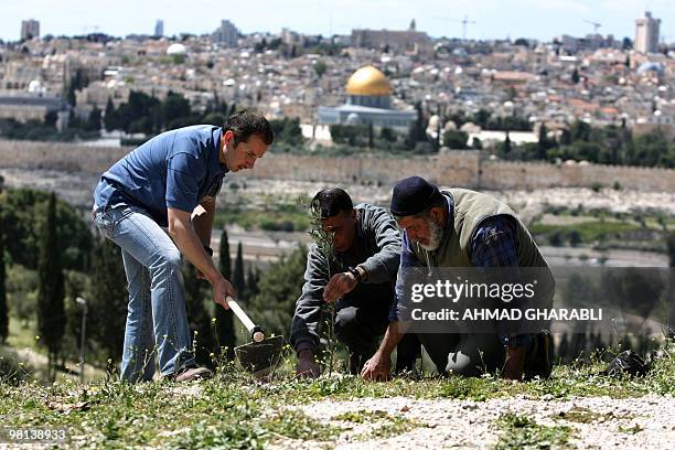 Palestinians plant olive trees in the Mount of Olives, overlooking the Dome of the Rock in Jerusalem's Old City, on March 30, 2010 during an activity...