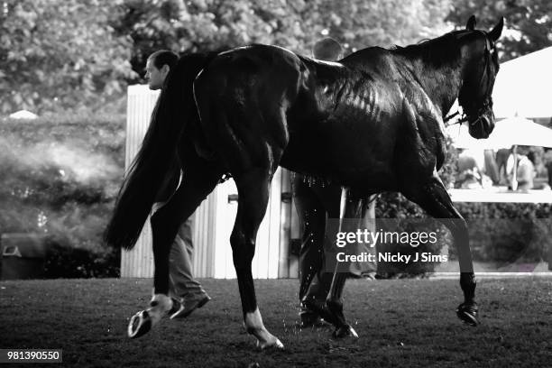 Horse is cooled down on day 4 of Royal Ascot at Ascot Racecourse on June 22, 2018 in Ascot, England.