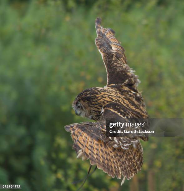 tawny owl in flight - tawny bildbanksfoton och bilder
