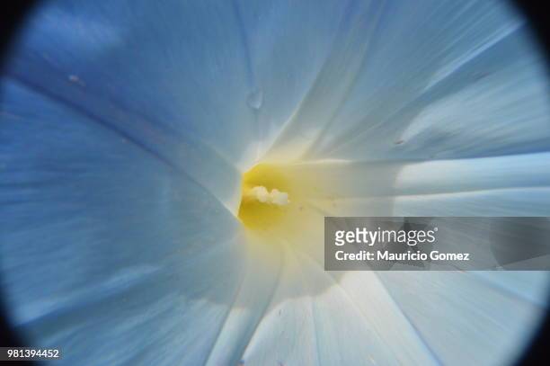 blue flower... the magic of the nature - あさがお ストックフォトと画像