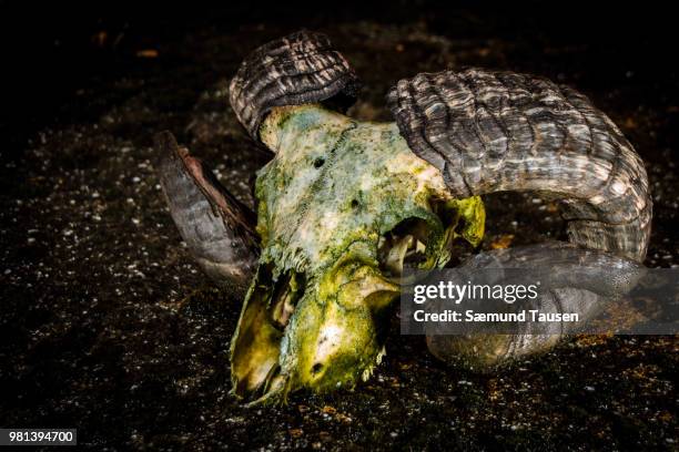 worn ram - faroe islands food stock pictures, royalty-free photos & images