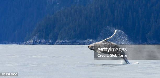 whale-dancer - alaska coastline stock pictures, royalty-free photos & images