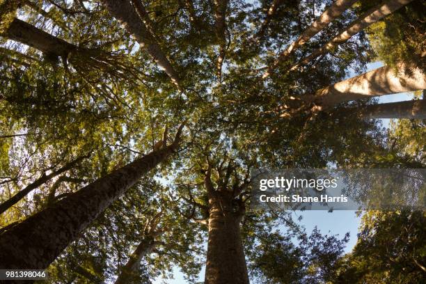 kauri - new zealands giant tree - kauri tree stock-fotos und bilder