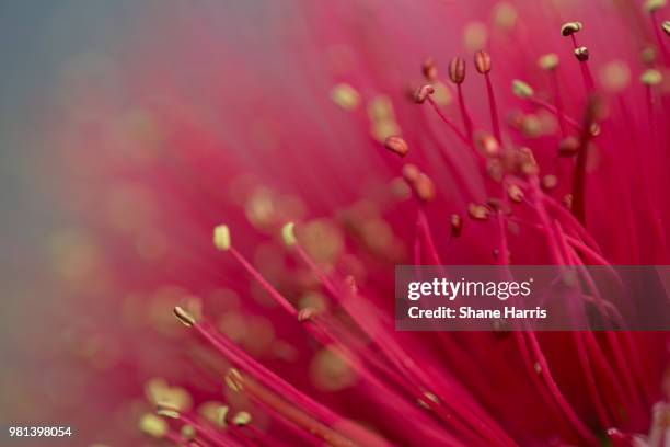 new zealand christmas tree - pohutukawa - pohutukawa flower foto e immagini stock