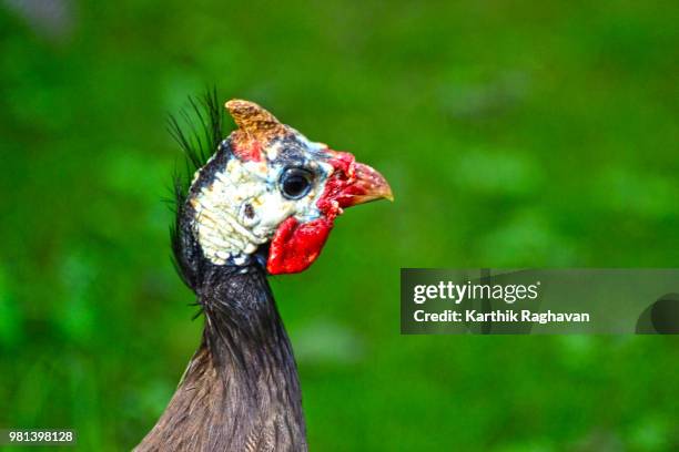 guinea hen - guinea fowl fotografías e imágenes de stock