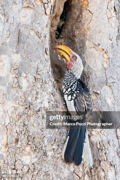 the bird and the tree - savuti reserve stock pictures, royalty-free photos & images