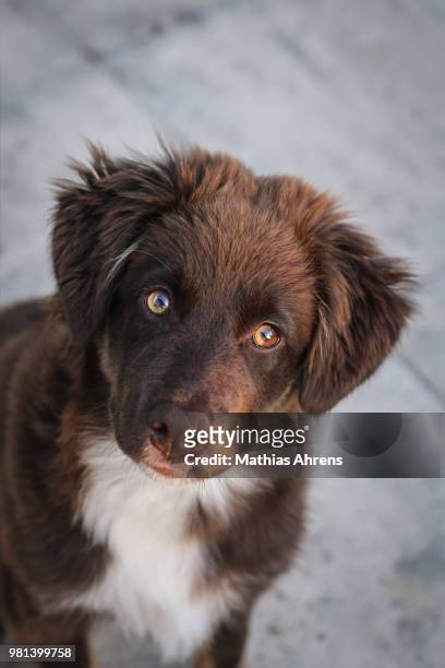 portrait of australian shepherd dog - ahrens stock pictures, royalty-free photos & images