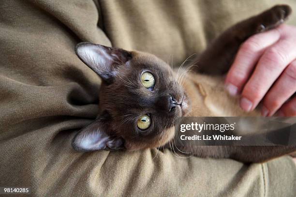 comfortable burmese kitten relaxing in man's arms - burmese cat fotografías e imágenes de stock