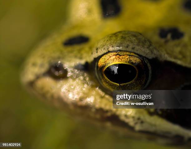 froggy's eye enlarged - froggy stock pictures, royalty-free photos & images