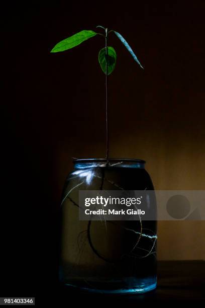 avocado plant - giallo stock pictures, royalty-free photos & images