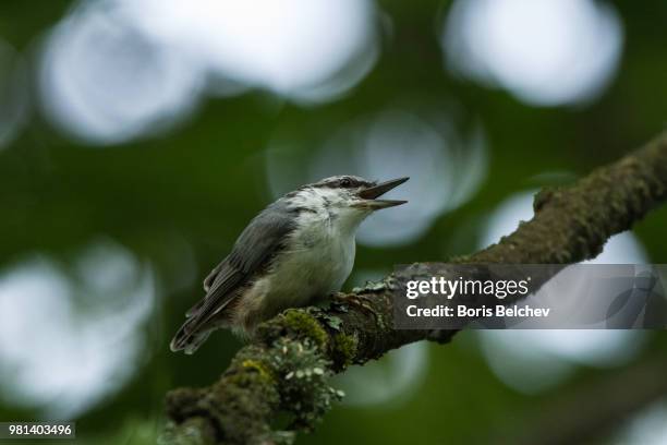 eurasian nuthatch (sitta europaea) - sitta stock-fotos und bilder