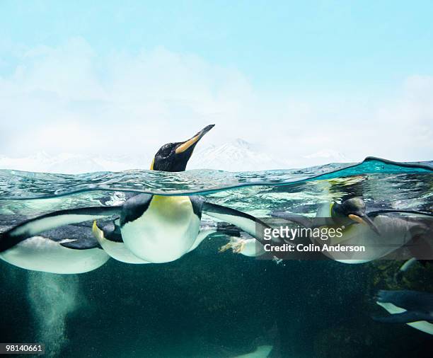 arctic penguins - antarctica underwater stock pictures, royalty-free photos & images