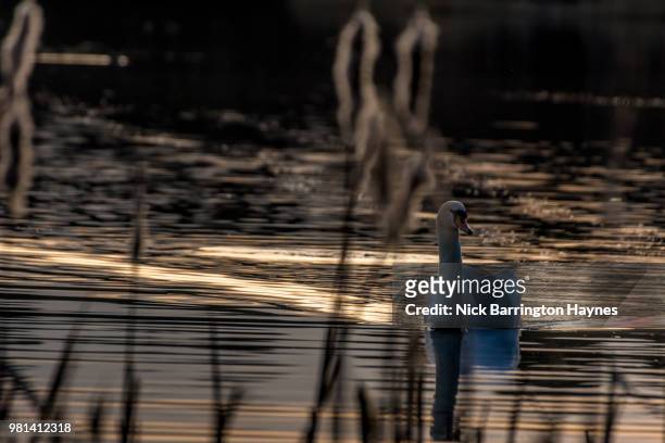 evening swan - nick haynes stock pictures, royalty-free photos & images