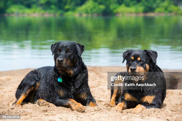 Perro Rommel 24,841 Rommel Stock Photos, High-Res Pictures, and Images - Getty Images