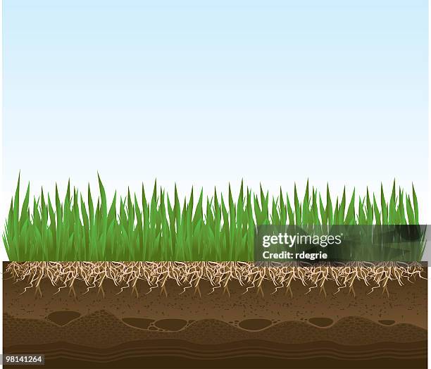 illustrations, cliparts, dessins animés et icônes de herbe détail avec racines et de la terre - racine terre