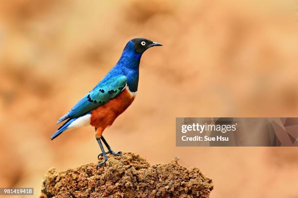 superb starling perching on dirt heap - superb stock pictures, royalty-free photos & images