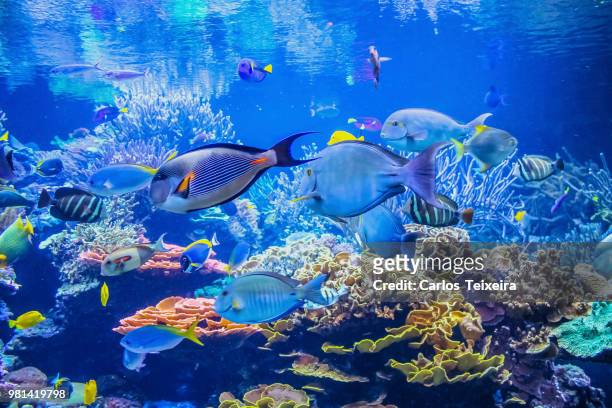 fish in aquarium - the aquarium of sao paulo stockfoto's en -beelden