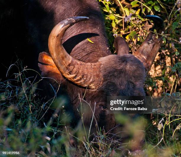11,605 Indian Gaur Photos and Premium High Res Pictures - Getty Images 11,605 Indian Gaur Photos and Premium High Res Pictures - Getty Images