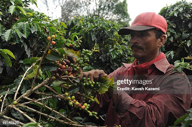 Coffee picker, hand picks the beans, in a farm in Combia, Risaralda. Risaralda is a department of Colombia. It is located in the western central...