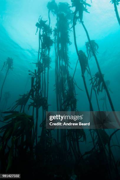 sea bamboo - blue tang fish stock-fotos und bilder