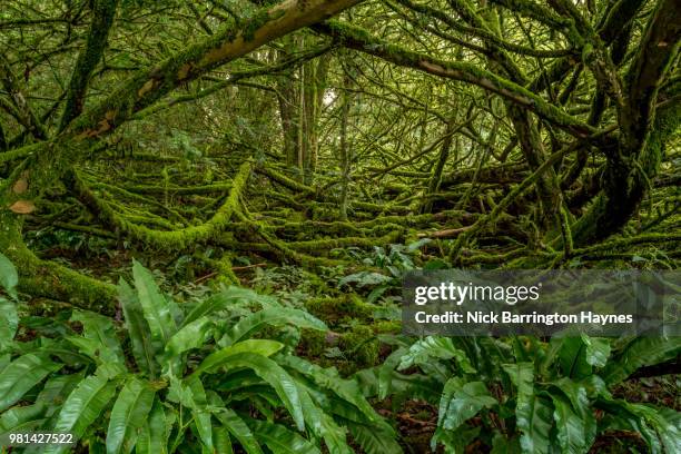 a tangle of branches - nick haynes stock pictures, royalty-free photos & images