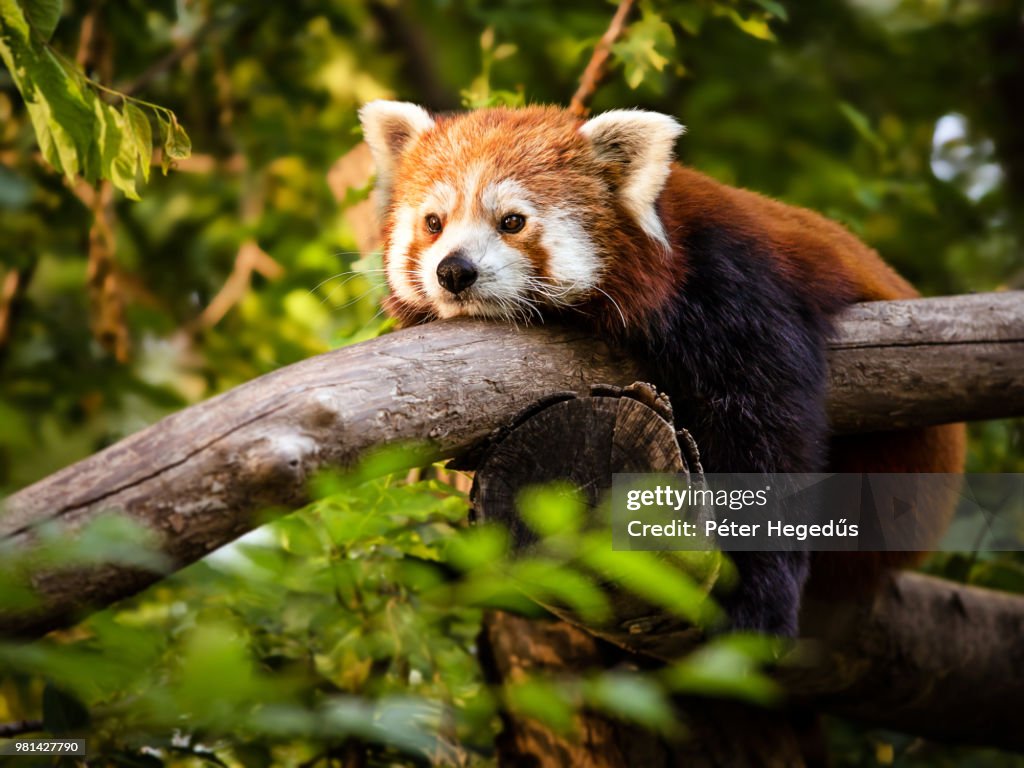 Thinking Red Panda
