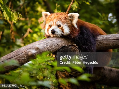 Thinking Red Panda Thinking Red Panda
