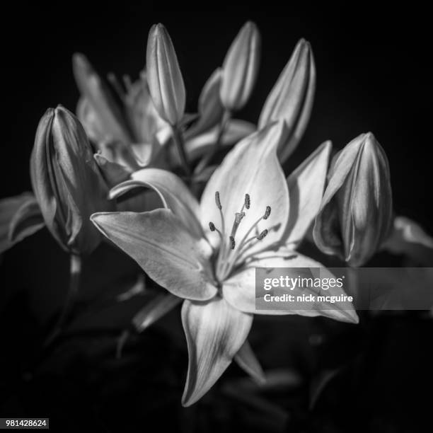 early bloomer - years since birth of amelia bloomer stockfoto's en -beelden