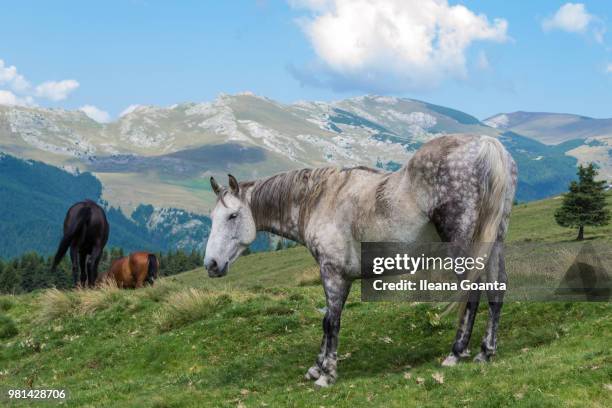 horses in pasture - ileana stock pictures, royalty-free photos & images