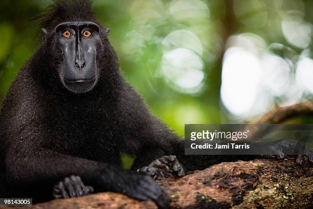 male black-crested macaque with amber eyes - celebes macaque stock-fotos und bilder