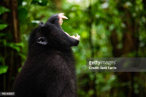 male black-crested macaque with amber-colored eyes - celebes macaque stock-fotos und bilder