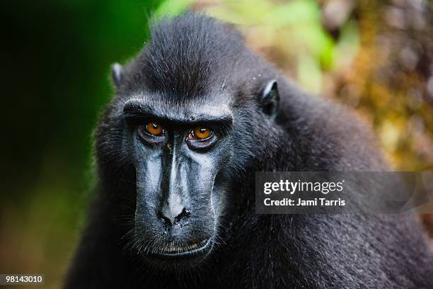 male black-crested macaque with amber-colored eyes - celebes macaque stock-fotos und bilder