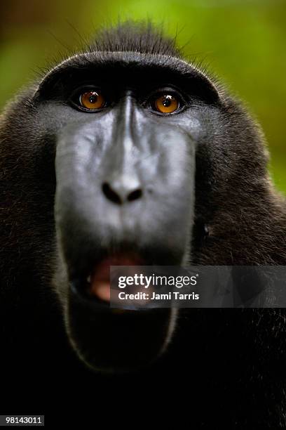 male black-crested macaque with amber-colored eyes - celebes macaque stock-fotos und bilder