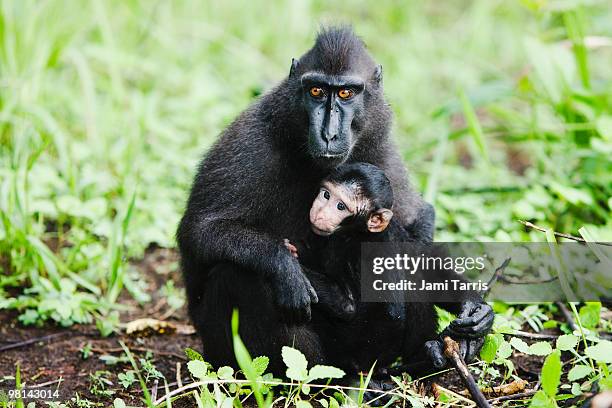 black-crested macaque mother and infant - celebes macaque stock-fotos und bilder