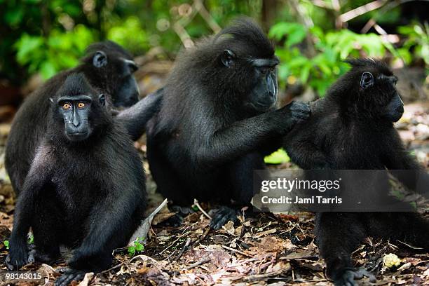 black-crested macaques being groomed together. - celebes macaque stock pictures, royalty-free photos & images