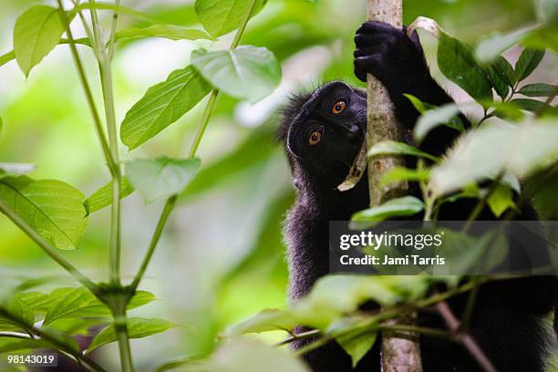 a young  black-crested macaque stares curiously - celebes macaque stock-fotos und bilder