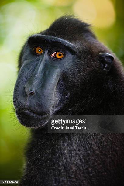 male black-crested macaque with amber-colored eyes - celebes macaque stock pictures, royalty-free photos & images