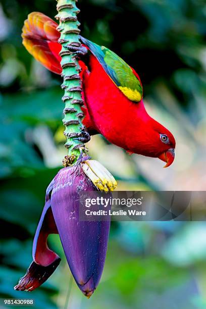 lorikeet on a banana blossom - saint vincent e grenadine foto e immagini stock