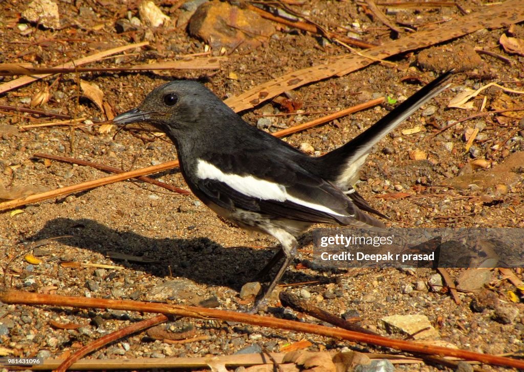 Magpie Robin
