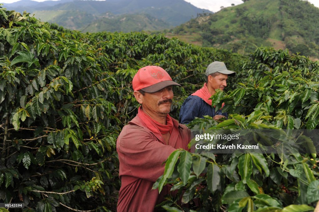 Coffee Production in Colombia